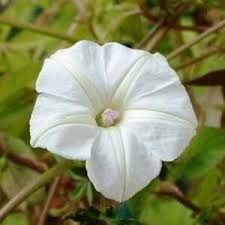 Image result for Ipomoea magnusiana