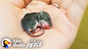 I had a mouse in my apartment a month ago, and the thing chewed its leg off, to get out of the slap trap, so i used a glue trap like what @zen said, and @daloon, mice are awesome, as are rats. Tiny Baby Mouse Found Tucked Into Blankets The Dodo Little But Fierce Youtube