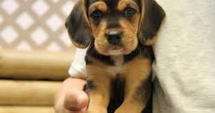 Beagle Lab Mix Black And Brown Beagador Beagle Labrador Mix Info Temperament Puppies Pictures Beagle Dog Puppies Calm Dog Breeds