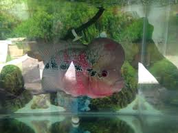 We did not find results for: Our Kind Of Pet In The House Flower Horn Steemkr