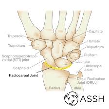 Try my elbow pain protocols at fullbodyfix.com/program for people with numbness or tingling in the pinky finger, medial. Body Anatomy Upper Extremity Joints The Hand Society