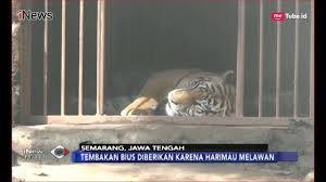 Jun 13, 2021 · kini anak keturunannya telah dilepaskan ke habitat rehabilitasi di daerah dryandra dan boyagin di wilayah tenggara australia barat. Ngeri 2 Harimau Lepas Dari Kandang Di Kebun Binatang Semarang Inews Malam 05 12 Youtube