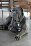 Neapolitan Mastiff Rescue ― ADOPTIONS