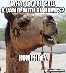 You agree that your child's first name and age at the time of submission may be printed along with the submitted photograph(s) or artwork. This Joke Is So Corny I Grabbed My Camel Corder Imgflip
