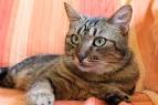domestic shorthair | Colours & Facts | Britannica
