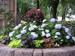 Endless Summer Hydrangea And More Knecht S Nurseries Landscaping Endless Summer Hydrangea Summer Hydrangeas Organic Mulch
