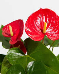 The Ultimate Guide To Repotting Anthuriums: When & How To Repot