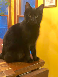 I got a Walmart cat! What should I name her? : r/walmart