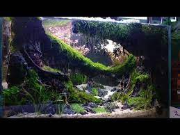 Juara Kontes Aquascape Tema Hutan Rimba Youtube Aquascaping Lanskap Akuarium