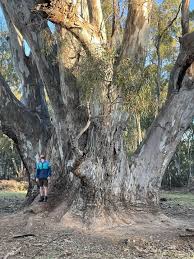 Image result for Eucalyptus camaldulensis