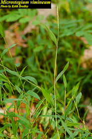 Image result for Microstegium