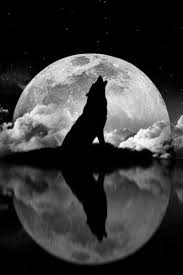 If you have your own one, just send us the image and we will show it on the. Lone Wolf Tumblr Wolf Silhouette Wolf Tattoos Wolf Spirit Animal