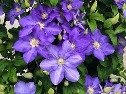 Check spelling or type a new query. Clematis Care Planting Growing Pruning Information