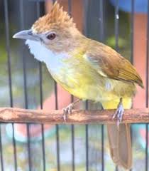 Burung ini memiliki daya tarik pada suaranya yang sangat indah, lantang dan menghibur sehingga burung ini acap kali diperlombakan di kontes burung. Cara Mudah Memilih Burung Cucak Jenggot Yang Berkualitas Baik