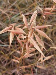 Image result for Monocymbium