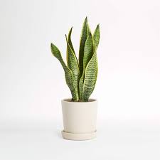 Because the snake plant belongs to the genus sansevieria, its full scientific name is sansevieria trifasciata. Live Snake Plant In Bryant Planter By The Sill Crate And Barrel