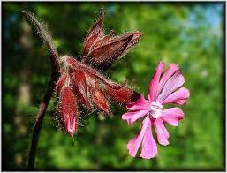 Les omtaler, spørsmål og svar og kontakt referanser. Bildevisning Sankthansblomst
