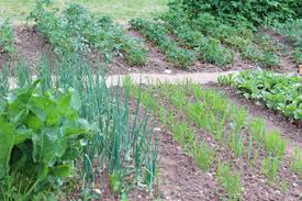 Bei der beetplanung vergessen viele, dass sie das gepflanzte gemüse zum pflegen und ernten erreichen können müssen. Gemusebeet Richtig Anlegen Anleitung Und Pflanzplan Gartenlexikon De