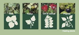 Maybe you would like to learn more about one of these? Hawaiian Healing Plant Theme Department Of Tropical Medicine Medical Microbiology Pharmacology