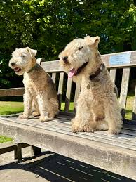 Image result for lakeland teriér