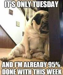 Maybe you would like to learn more about one of these? 75 Funny Tuesday Memes Happy Tuesday Quotes With Images Daily Funny Quotes
