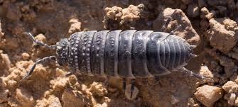 Image result for Pseudobromus engleri