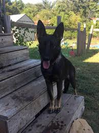 Favorite this post jul 26 15 month old shepsky Black Sable German Black Sable German Shepherds