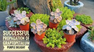 Echeveria 'haageana' (green goddess) is a beautiful, soft, fuzzy succulent that forms rosettes of frosty echeveria 'haageana'. Propagation Of Graptopetalum Purple Delight With Results And Updates Youtube