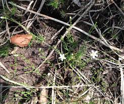 Image result for Sagina abyssinica