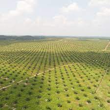 Felda global ventures holdingsoil palm plantation. Plantation Fgv Holdings Berhad