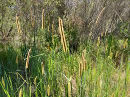 Image result for Setaria sphacelata