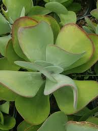Image result for Kalanchoe thyrsiflora