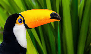 Toco toucans are also popular as pets because of the beautiful bright coloring. A Visual Journey Through The Wildlife Of Brazil Eskp