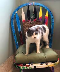 Check Out These Amazing Dog Beds And Cat Mohawk Hudson Humane Society Facebook
