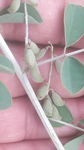 Image result for Indigofera roseo-caerulea