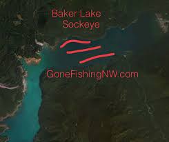 Sockeye Map Baker Lake Gone Fishing Northwest