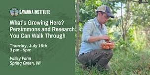 What's Growing Here? Persimmons and research you can walk through