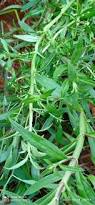 Image result for Bacopa hamiltoniana