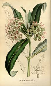 Asclepias Speciosa Greek Milkweed Circa 1849 Botanical Drawings Botanical Painting Asclepias