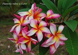 The Plumeria Saree Frangipani Flower Garden Plants Plumeria
