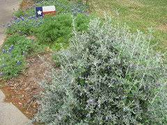 Mar 31, 2021 · if you are lucky enough to live where an outdoor pool is a way of life, you are aware of the messes some adjacent plants can make. Pros Cons Of Bush Germander