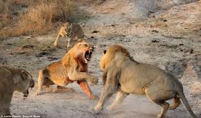 Otvlekator Ru Dve Lvicy Vstupilis Za Molodogo Lva Molodoj Yuzhnoafrikanskij Lev Vputalsya V Nepriyatnosti I Eto Wild Animals Attack Animal Attack Animals Wild