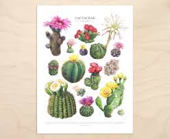 Image result for Cactaceae