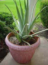 We did not find results for: How To Plant Aloe Vera Without Roots The Easy Way Succulent Alley