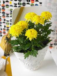 Visit Www Chrysanne Info For Inspiration Chrysanthemum Beauty Decoration Interior Ideas Creative Awesome Plant Plantpower Chrysanthemum Plants Herbs
