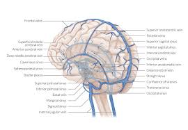 In this article we will discuss the anatomy, its contents and clinical relevance of the mandibular foramen. Cerebrovascular System Amboss