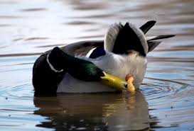 Apr 27, 2021 · january 26, 2021 aku yang tidak kau ini itu dan di anda akan apa dia saya kita untuk mereka ada tahu dengan bisa dari tak kamu kami adalah ke ya orang tapi harus pergi baik dalam sini seperti hanya ingin sekarang semua saja sudah jika oh apakah jadi satu jangan notes 1) this list was created using public/free Apa Mata Bebek Liar Temukan Perbedaan Antara Bebek Dan Itik