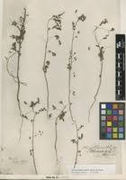 Image result for Phyllanthus pseudoniruri