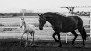 Maybe you would like to learn more about one of these? Inicio Yeguada El Rincon Del Campillo Venta De Caballos En Ciudad Real Caballos De Capas Diluidas En Miguel Turra Caballos De Pura Raza En Ciudad Real Caballos De Raza Espanola En