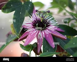 Image result for Passifloraceae